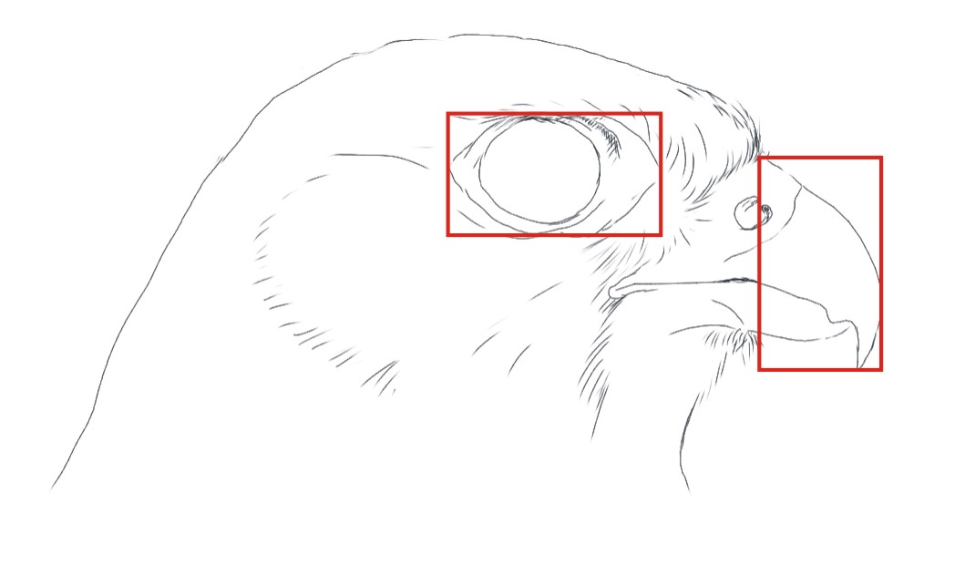 Disegnare gli uccelli - Prima lezione